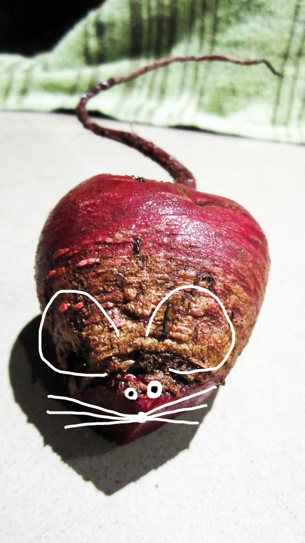 The elusive beet-mouse