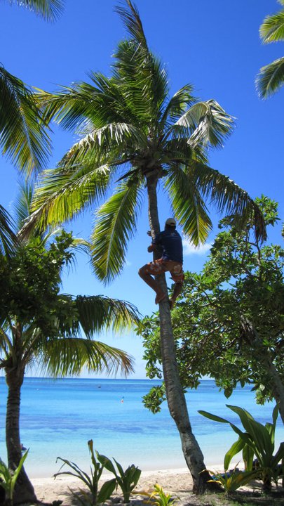 Man gathers coconuts in Fiji